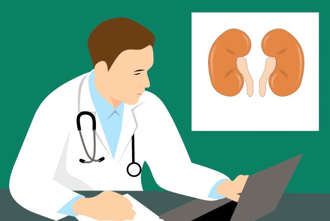 kidney-3667909_1920